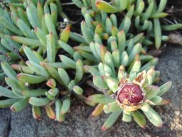 Lampranthus fugitans leaves